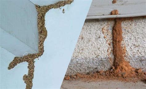 Termite mud tunnels. Things To Know About Termite mud tunnels. 